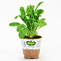 Bonnie Plants Arugula